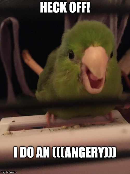 angery birb | HECK OFF! I DO AN (((ANGERY))) | image tagged in angery,angry birds,heck off | made w/ Imgflip meme maker