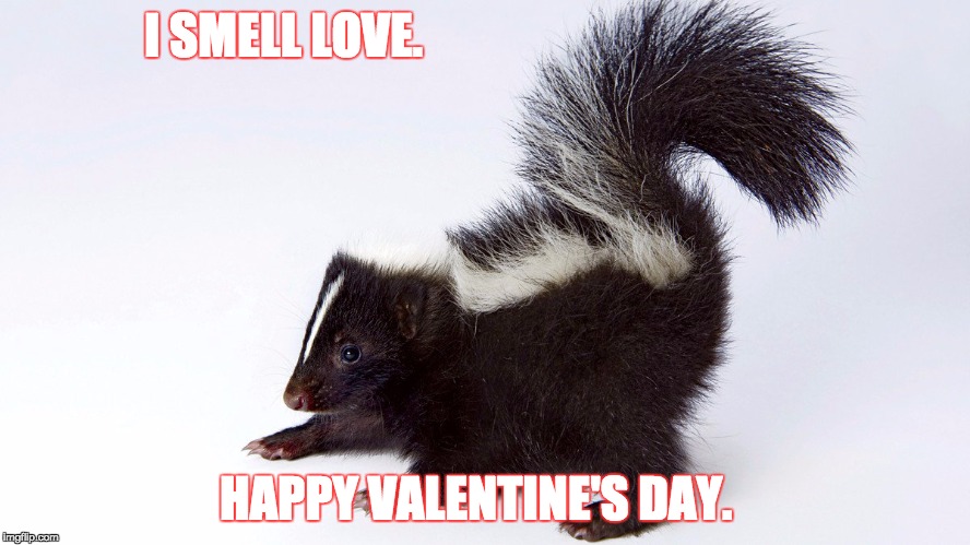 Political Skunk | I SMELL LOVE. HAPPY VALENTINE'S DAY. | image tagged in political skunk | made w/ Imgflip meme maker