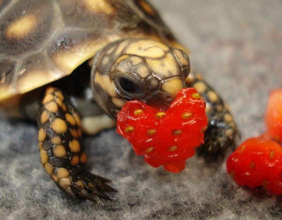 Baby turtle Valentine  Blank Meme Template