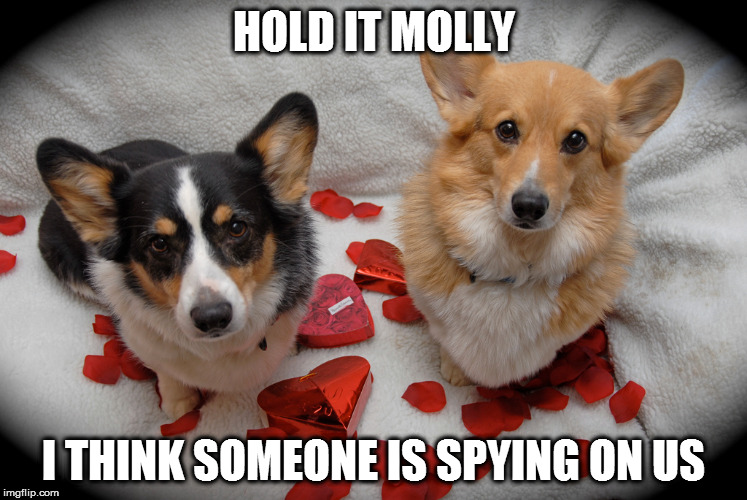 Remember to give your loved ones some time to be together whenever it's possible! ;) | HOLD IT MOLLY; I THINK SOMEONE IS SPYING ON US | image tagged in memes,dogs,love,valentine | made w/ Imgflip meme maker