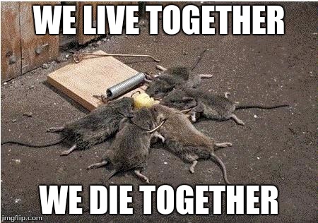 mice | WE LIVE TOGETHER; WE DIE TOGETHER | image tagged in mice | made w/ Imgflip meme maker