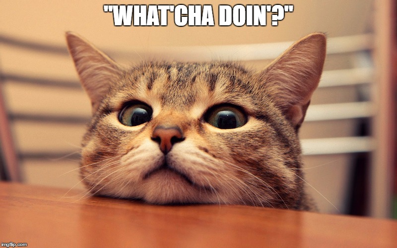 What'cha doin'? | "WHAT'CHA DOIN'?" | image tagged in cats,work,office | made w/ Imgflip meme maker