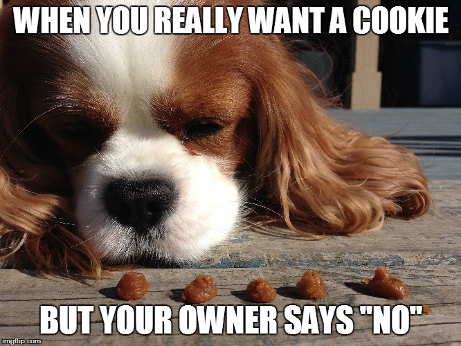 Now, can I have it? | WHEN YOU REALLY WANT A COOKIE; BUT YOUR OWNER SAYS "NO" | image tagged in dog,treat,training,cookie,please,reallywant | made w/ Imgflip meme maker