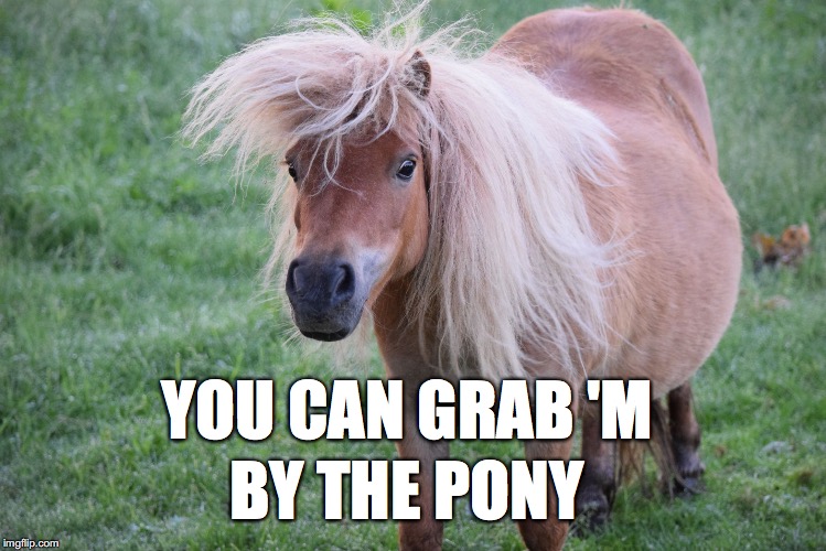 YOU CAN GRAB 'M; BY THE PONY | image tagged in grab 'm by the pony | made w/ Imgflip meme maker