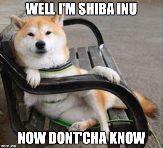 Cool shiba Inu  | WELL I'M SHIBA INU; NOW DONT'CHA KNOW | image tagged in cool shiba inu | made w/ Imgflip meme maker