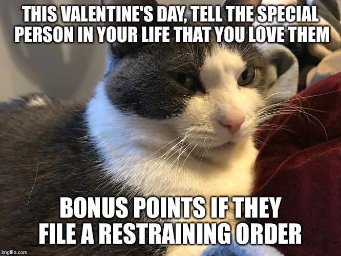 Kindness cat | THIS VALENTINE'S DAY, TELL THE SPECIAL PERSON IN YOUR LIFE THAT YOU LOVE THEM; BONUS POINTS IF THEY FILE A RESTRAINING ORDER | image tagged in cat,valentine's day,malicious advice,restraining order | made w/ Imgflip meme maker