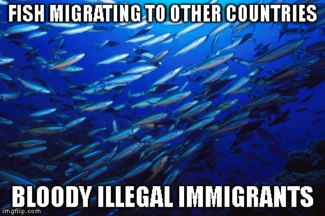 FISH MIGRATING TO OTHER COUNTRIES; BLOODY ILLEGAL IMMIGRANTS | image tagged in fish,water | made w/ Imgflip meme maker