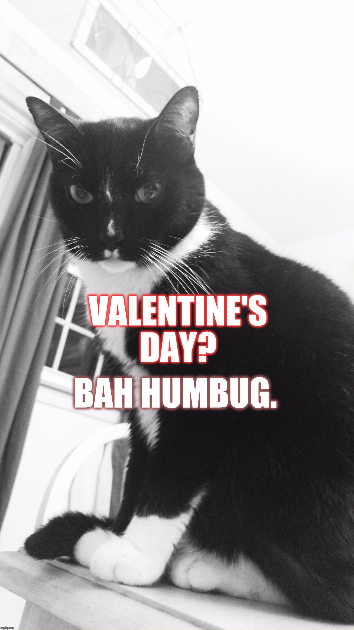 BAH HUMBUG. VALENTINE'S DAY? | image tagged in bert the cat | made w/ Imgflip meme maker