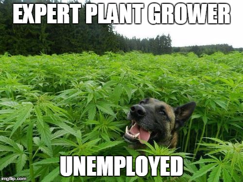 marijuanadog | EXPERT PLANT GROWER; UNEMPLOYED | image tagged in marijuanadog | made w/ Imgflip meme maker