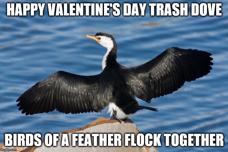 Duckguin | HAPPY VALENTINE'S DAY TRASH DOVE; BIRDS OF A FEATHER FLOCK TOGETHER | image tagged in duckguin | made w/ Imgflip meme maker