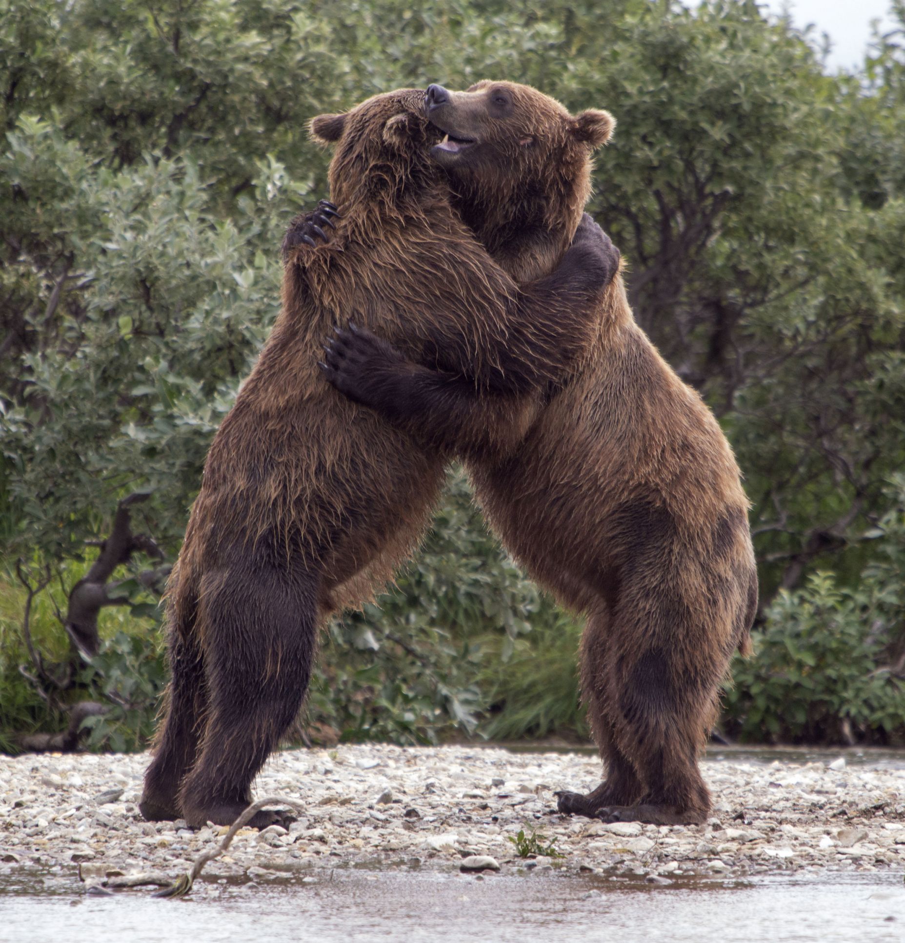 Image result for brown bears hugging