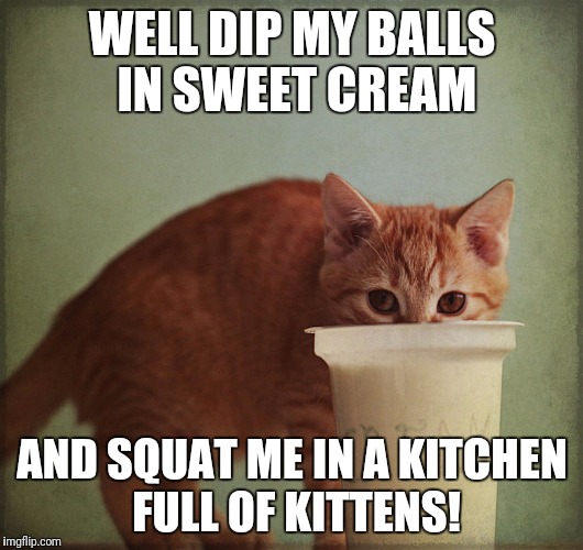 WELL DIP MY BALLS IN SWEET CREAM; AND SQUAT ME IN A KITCHEN FULL OF KITTENS! | image tagged in kittiecream | made w/ Imgflip meme maker