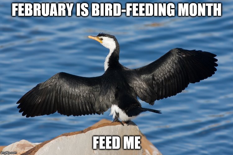 Duckguin | FEBRUARY IS BIRD-FEEDING MONTH; FEED ME | image tagged in duckguin | made w/ Imgflip meme maker