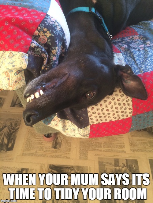 Lazy Greyhound Grin | WHEN YOUR MUM SAYS ITS TIME TO TIDY YOUR ROOM | image tagged in greyhound,grin,lazy,pet,teeth,dog | made w/ Imgflip meme maker