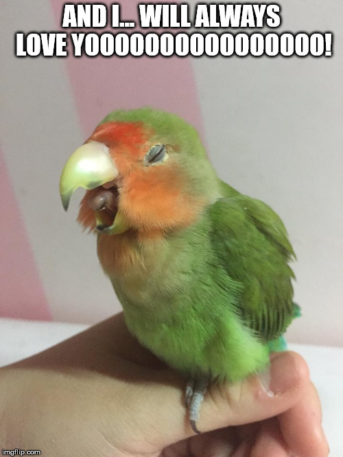 love bird lovesong | AND I... WILL ALWAYS LOVE YOOOOOOOOOOOOOOOO! | image tagged in love bird,birb,bird,love,song | made w/ Imgflip meme maker