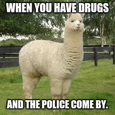 hahahaha | WHEN YOU HAVE DRUGS; AND THE POLICE COME BY. | image tagged in drugs,police | made w/ Imgflip meme maker