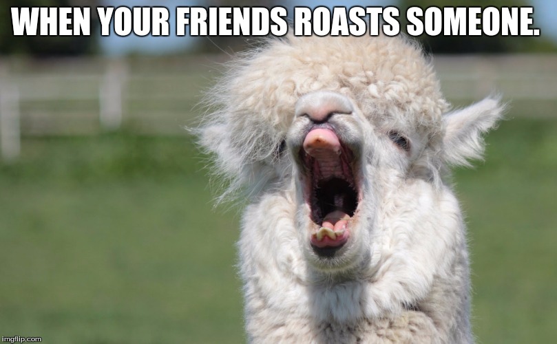 alpaca hahahaha | WHEN YOUR FRIENDS ROASTS SOMEONE. | image tagged in yes | made w/ Imgflip meme maker