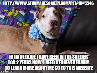 HTTP://WWW.SFHUMANESOCIETY.COM/PET?ID=5546; HI IM DELILAH, I HAVE BEEN IN THE SHELTER FOR 2 YEARS NOW. I NEED A FOREVER FAMILY. TO LEARN MORE ABOUT ME GO TO THIS WEBSITE | image tagged in delilah | made w/ Imgflip meme maker