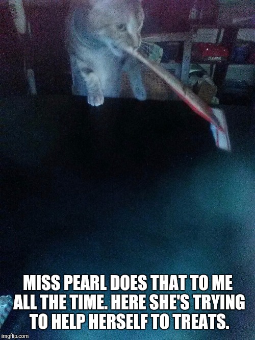 MISS PEARL DOES THAT TO ME ALL THE TIME. HERE SHE'S TRYING TO HELP HERSELF TO TREATS. | made w/ Imgflip meme maker