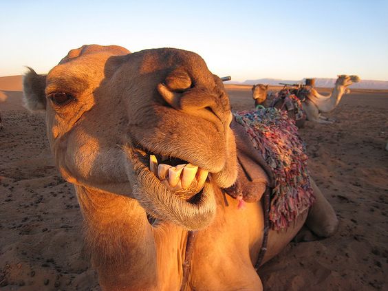 Smiling Camel Blank Meme Template