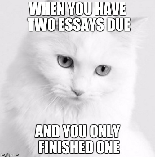  Future Meme Cat | WHEN YOU HAVE TWO ESSAYS DUE; AND YOU ONLY FINISHED ONE | image tagged in cats,school | made w/ Imgflip meme maker