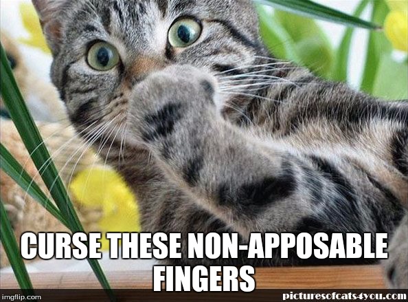 CURSE THESE NON-APPOSABLE FINGERS | image tagged in cats | made w/ Imgflip meme maker