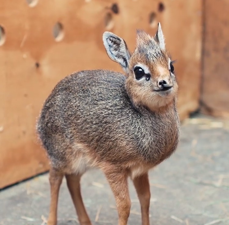 High Quality Awkward Dik Dik Blank Meme Template