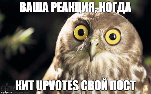 owl thing | ВАША РЕАКЦИЯ, КОГДА; КИТ UPVOTES СВОЙ ПОСТ | image tagged in owl thing | made w/ Imgflip meme maker