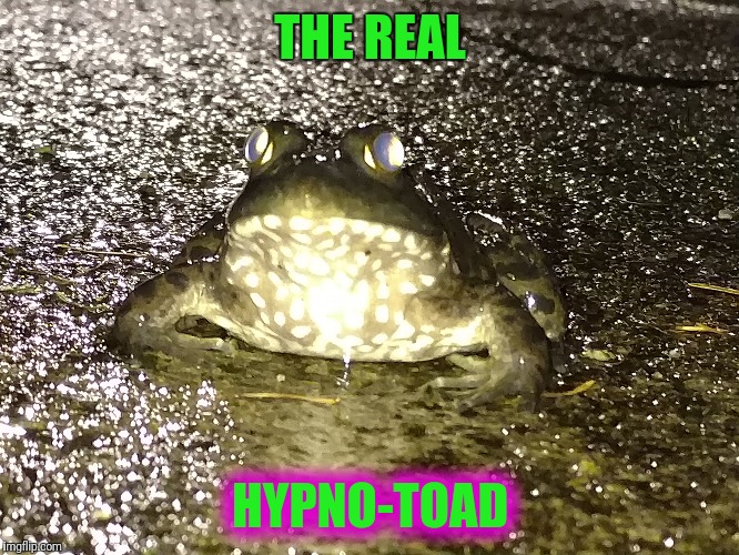 He Lives In Me Pond | THE REAL; HYPNO-TOAD | image tagged in frog | made w/ Imgflip meme maker