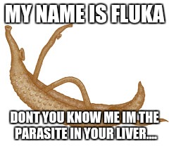 MY NAME IS FLUKA; DONT YOU KNOW ME IM THE PARASITE IN YOUR LIVER.... | image tagged in fluka | made w/ Imgflip meme maker