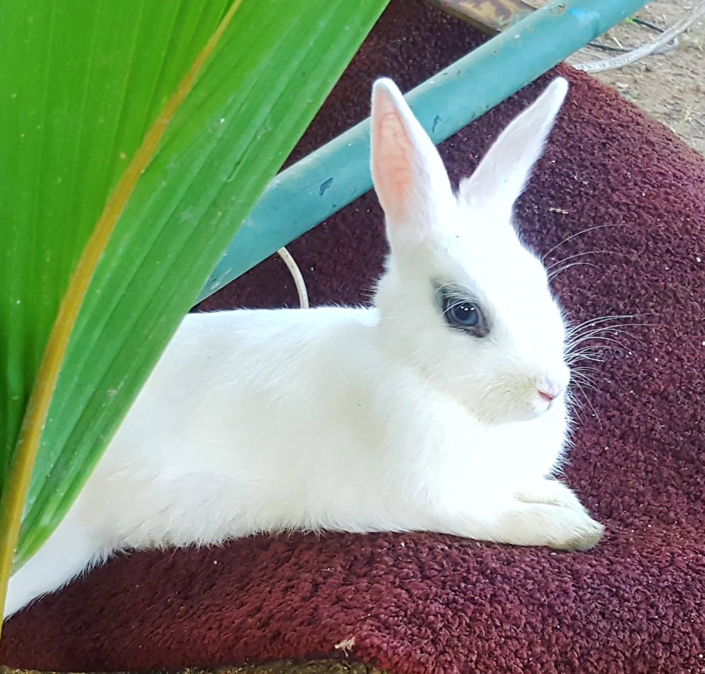 Resting Bitch Face Bunny Blank Meme Template