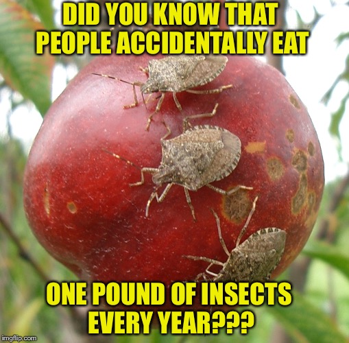 Okay, these are "bugs" but still...... | DID YOU KNOW THAT PEOPLE ACCIDENTALLY EAT; ONE POUND OF INSECTS EVERY YEAR??? | image tagged in fruitbugs | made w/ Imgflip meme maker