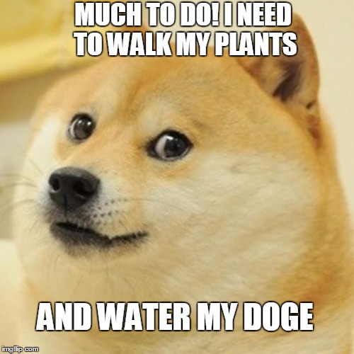 Doge | MUCH TO DO! I NEED TO WALK MY PLANTS; AND WATER MY DOGE | image tagged in memes,doge | made w/ Imgflip meme maker