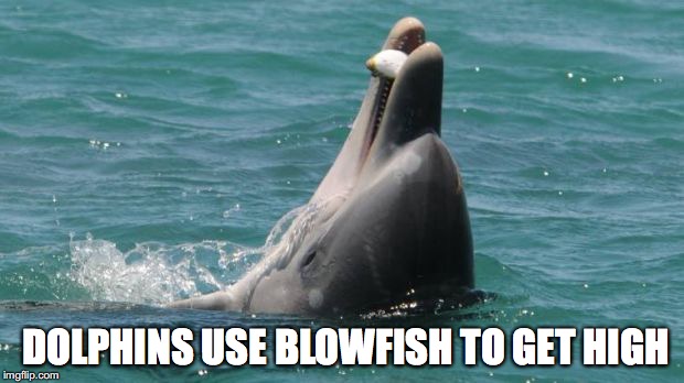 New Scientific Discovery | DOLPHINS USE BLOWFISH TO GET HIGH | image tagged in dolphins,getting high | made w/ Imgflip meme maker