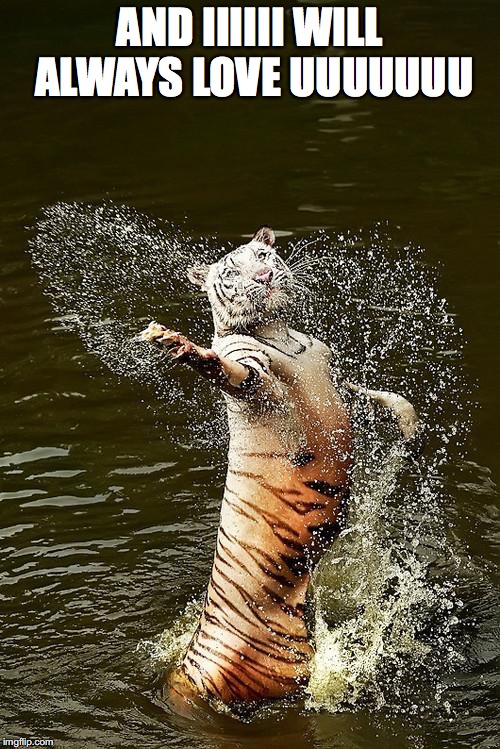 Fabulous Tiger | AND IIIIII WILL ALWAYS LOVE UUUUUUU | image tagged in fabulous tiger | made w/ Imgflip meme maker