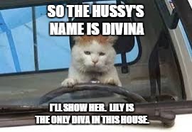 Driving cat | SO THE HUSSY'S NAME IS DIVINA; I'LL SHOW HER.  LILY IS THE ONLY DIVA IN THIS HOUSE. | image tagged in cat,diva,cute,kitten | made w/ Imgflip meme maker