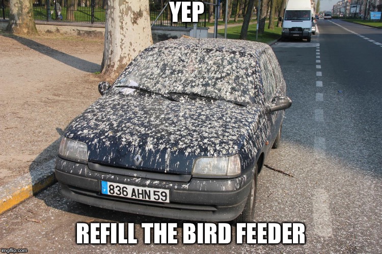 Yep | YEP; REFILL THE BIRD FEEDER | image tagged in birds | made w/ Imgflip meme maker