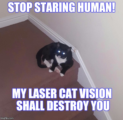 Laser cat vision | STOP STARING HUMAN! MY LASER CAT VISION SHALL DESTROY YOU | image tagged in cats,laser | made w/ Imgflip meme maker