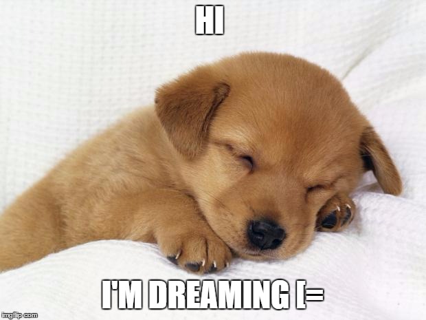 cute doggie | HI; I'M DREAMING [= | image tagged in cute doggie | made w/ Imgflip meme maker