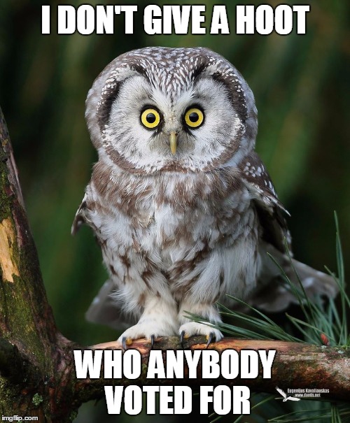 Owl | I DON'T GIVE A HOOT; WHO ANYBODY VOTED FOR | image tagged in owl | made w/ Imgflip meme maker