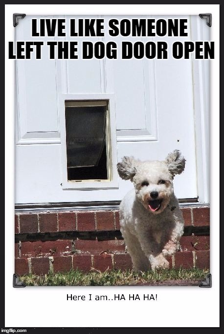 LIVE LIKE SOMEONE LEFT THE DOG DOOR OPEN | image tagged in funny,funny dog,freedom,live,running | made w/ Imgflip meme maker