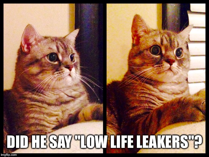 My cat can't even | DID HE SAY "LOW LIFE LEAKERS"? | image tagged in not my president,anti trump meme,funny cat memes,political meme | made w/ Imgflip meme maker
