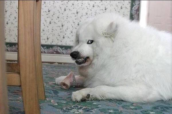 Vicious dog Blank Meme Template