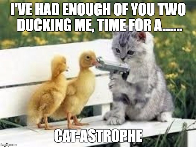 Catastrophe | I'VE HAD ENOUGH OF YOU TWO DUCKING ME, TIME FOR A....... CAT-ASTROPHE | image tagged in animals,puns,funny | made w/ Imgflip meme maker