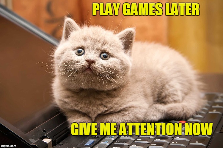 PLAY GAMES LATER; GIVE ME ATTENTION NOW | image tagged in cute cat,kittens,funny | made w/ Imgflip meme maker