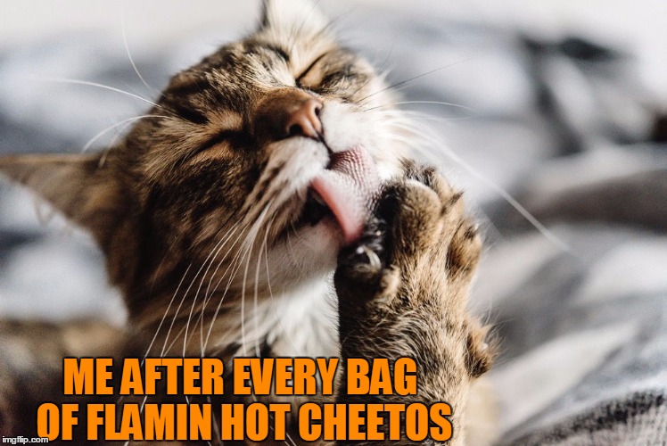 ME AFTER EVERY BAG OF FLAMIN HOT CHEETOS | image tagged in cute cat,funny meme,cheetos | made w/ Imgflip meme maker