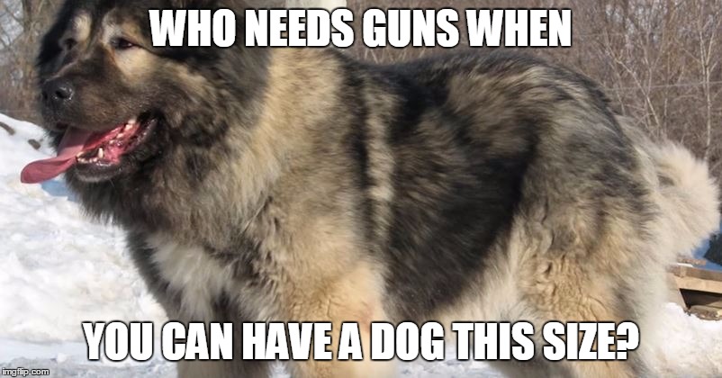 WHO NEEDS GUNS WHEN; YOU CAN HAVE A DOG THIS SIZE? | image tagged in caucasian mountain dog | made w/ Imgflip meme maker