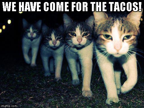 Wrong Neighboorhood Cats | WE HAVE COME FOR THE TACOS! | image tagged in memes,wrong neighboorhood cats | made w/ Imgflip meme maker