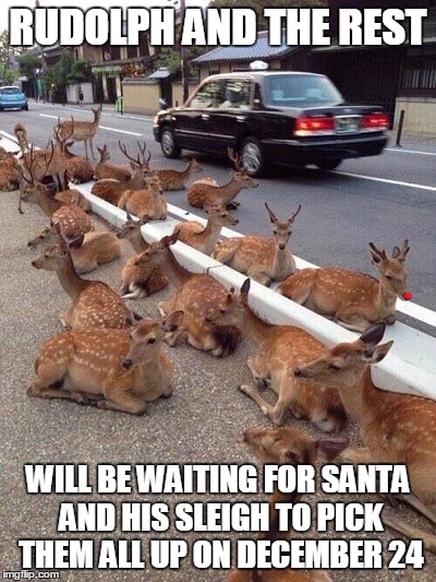 RUDOLPH AND THE REST; WILL BE WAITING FOR SANTA AND HIS SLEIGH TO PICK THEM ALL UP ON DECEMBER 24 | image tagged in rudolph,reindeer,funny | made w/ Imgflip meme maker