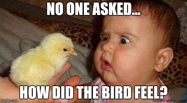 Animal Rights | NO ONE ASKED…; HOW DID THE BIRD FEEL? | image tagged in animal,animal rights,bird,feelings | made w/ Imgflip meme maker